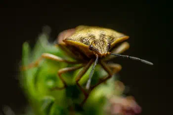 Black-shouldered Shieldbug