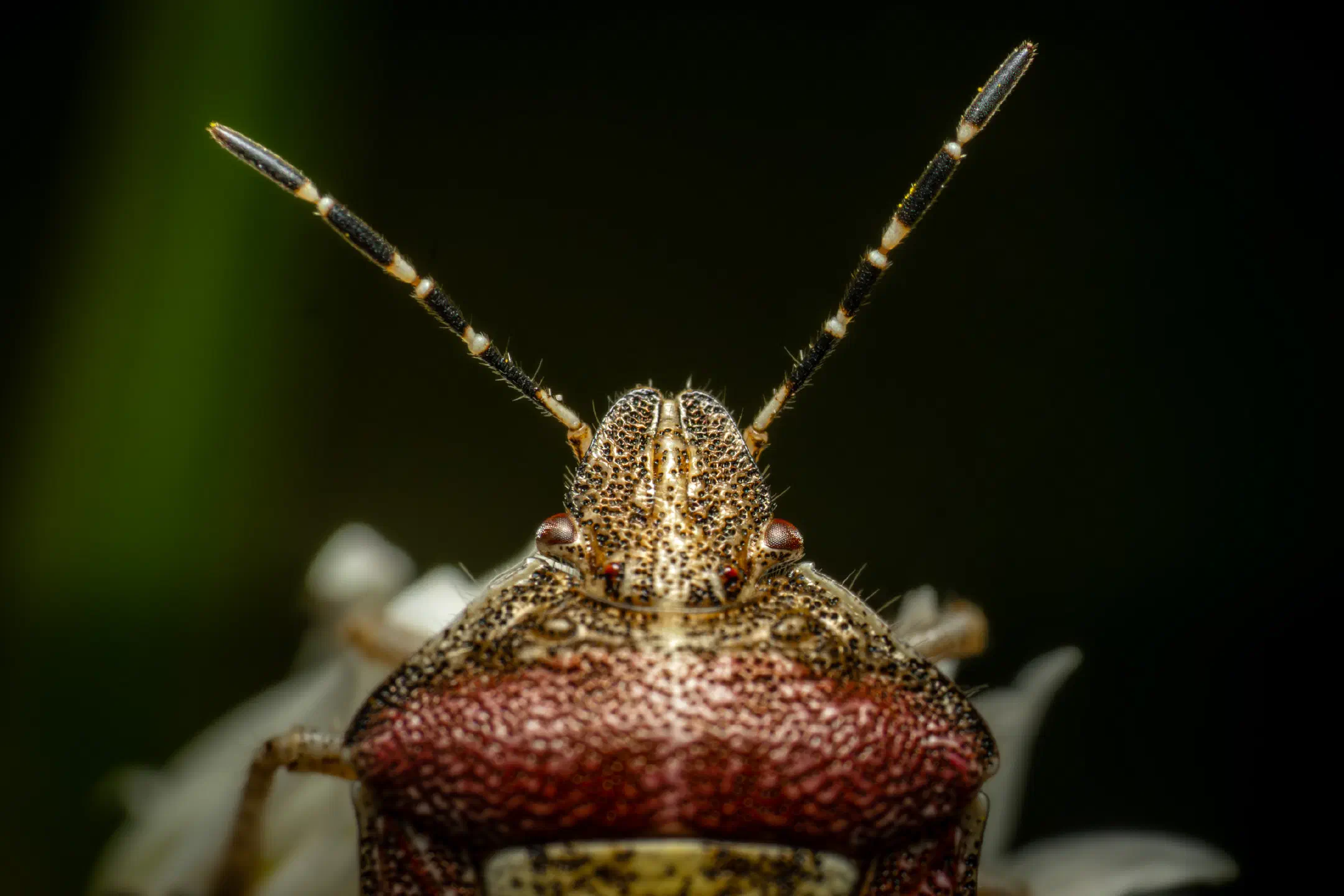 Sloe Bug | Sloe Bug