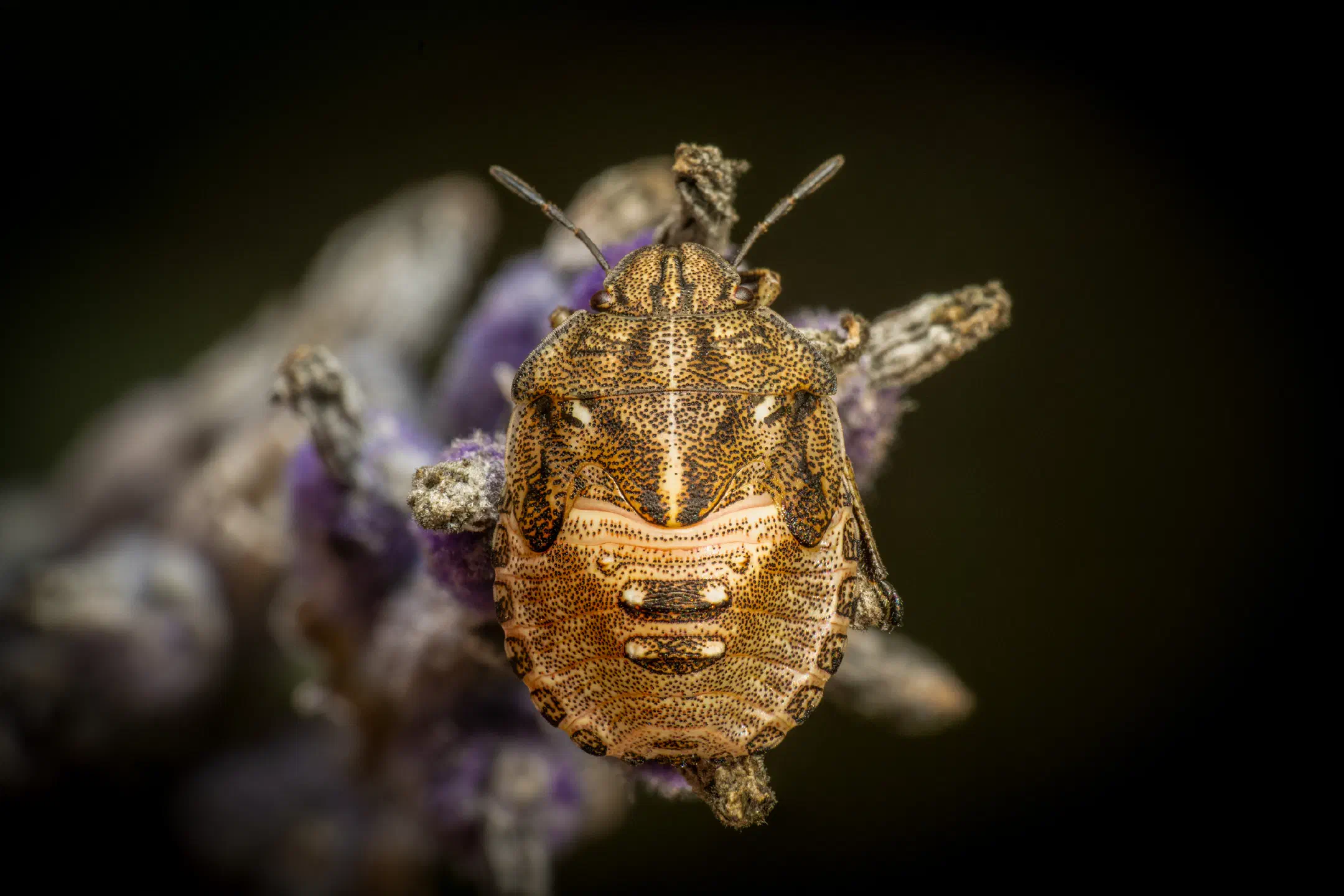 Sloe Bug | Sloe Bug