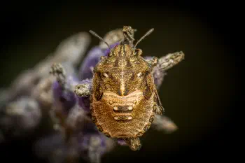 Sloe Bug