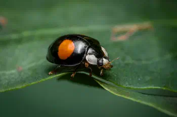 Kidney-spot Ladybird