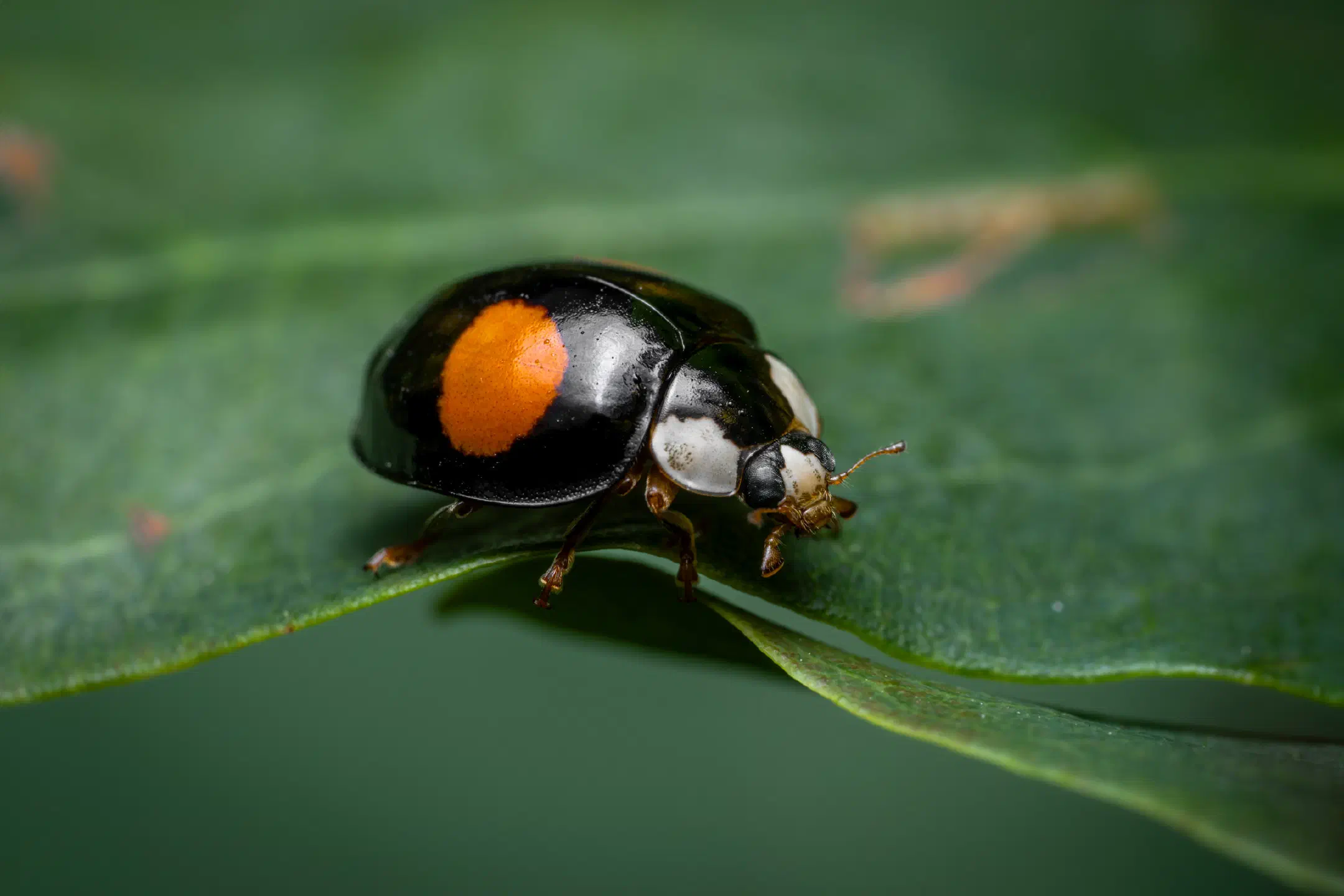Kidney-spot Ladybird | Kidney-spot Ladybird