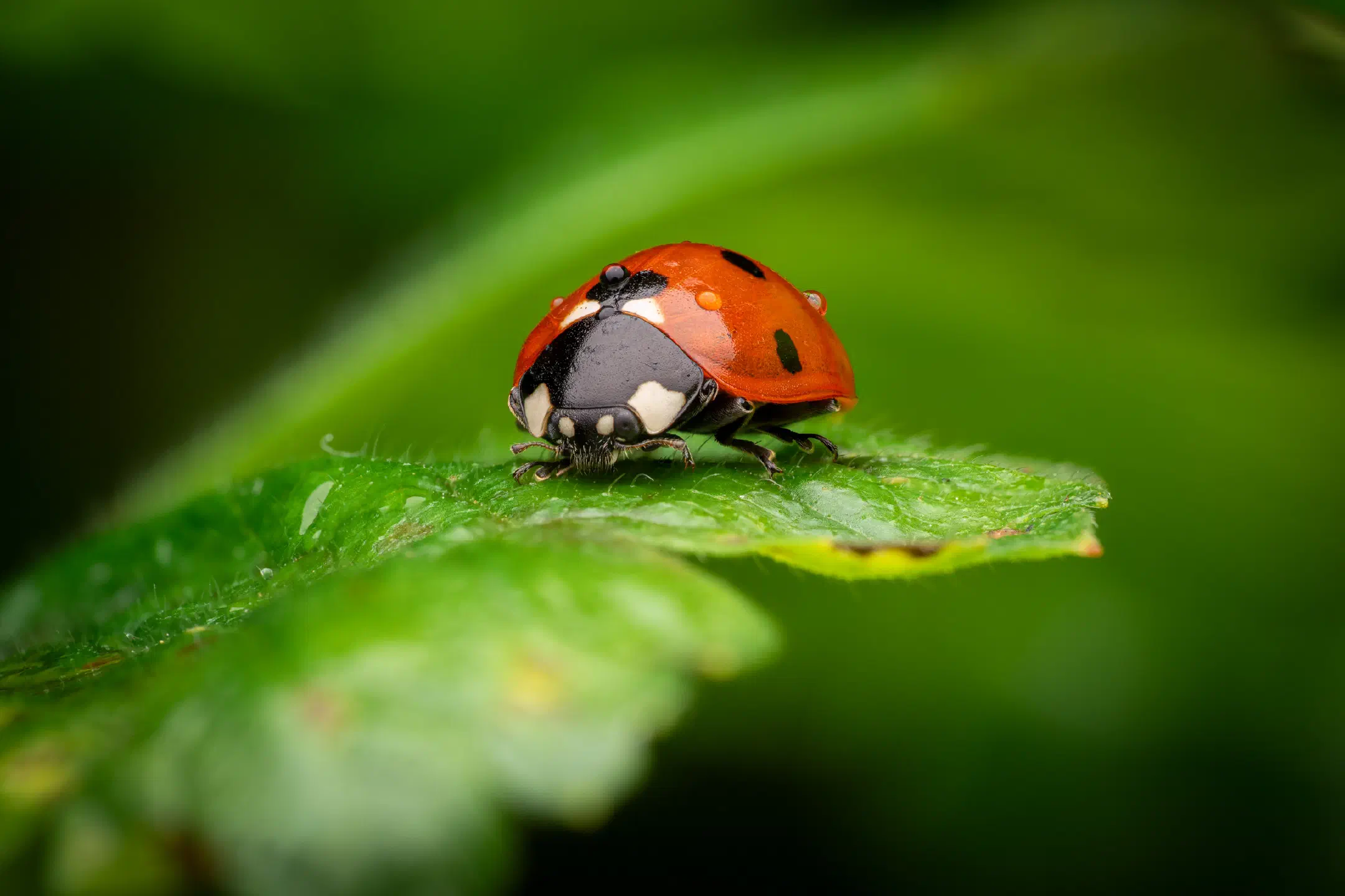 Seven-spotted Lady Beetle | Seven-spotted Lady Beetle