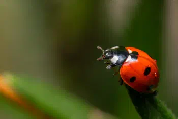 Seven-spotted Lady Beetle