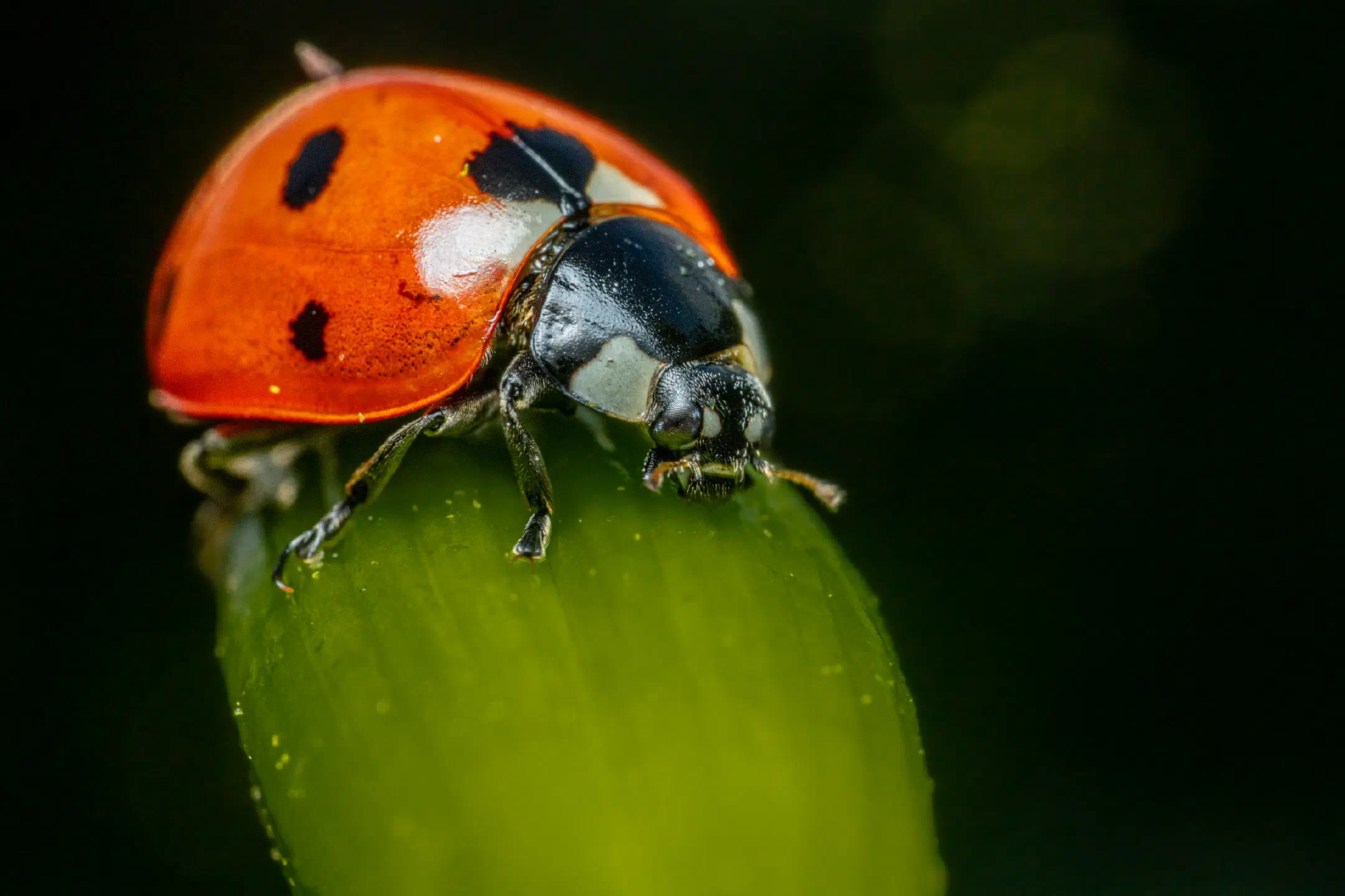 Seven-spotted Lady Beetle | Seven-spotted Lady Beetle