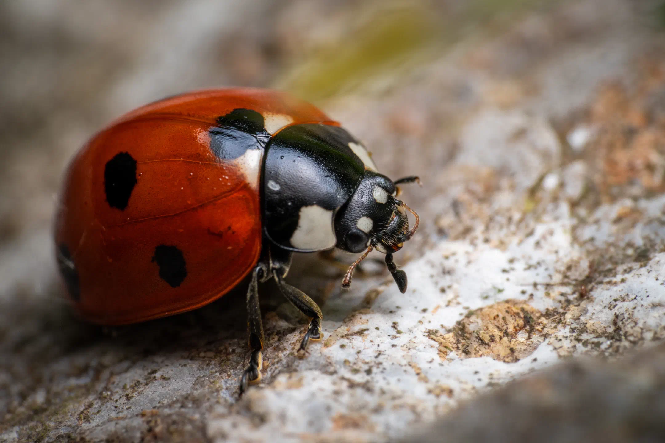 Seven-spotted Lady Beetle | Seven-spotted Lady Beetle