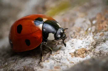 Seven-spotted Lady Beetle