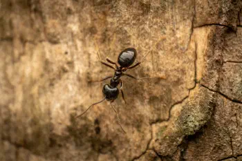 Black Garden Ant