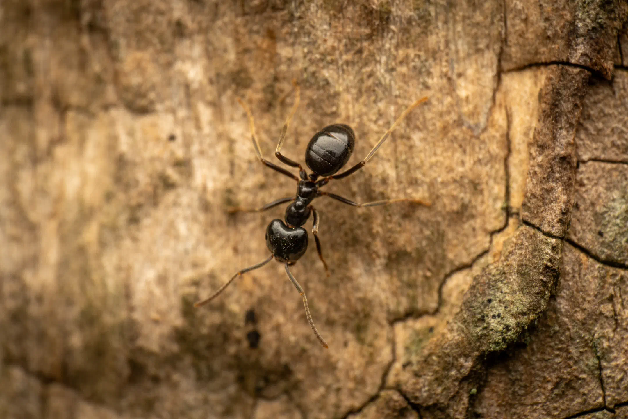 Black Garden Ant | Black Garden Ant