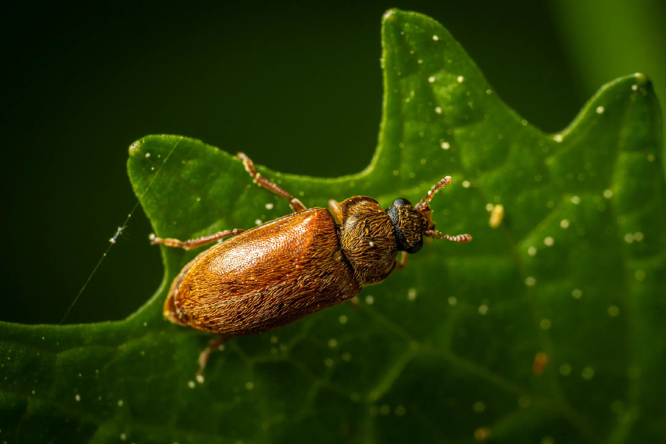 Byturus ochraceus | Byturus ochraceus