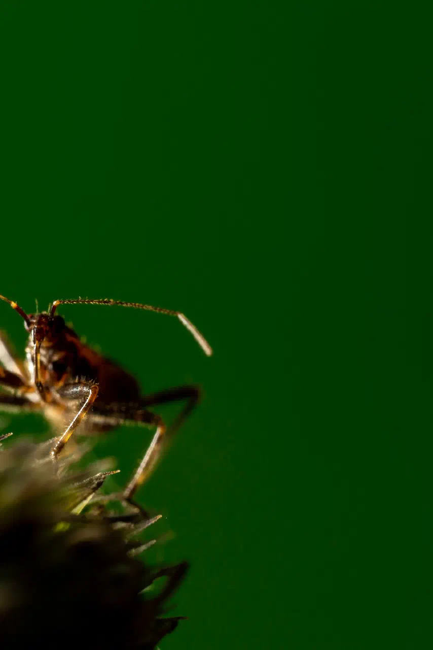 Ant Damselbug | Ant Damselbug