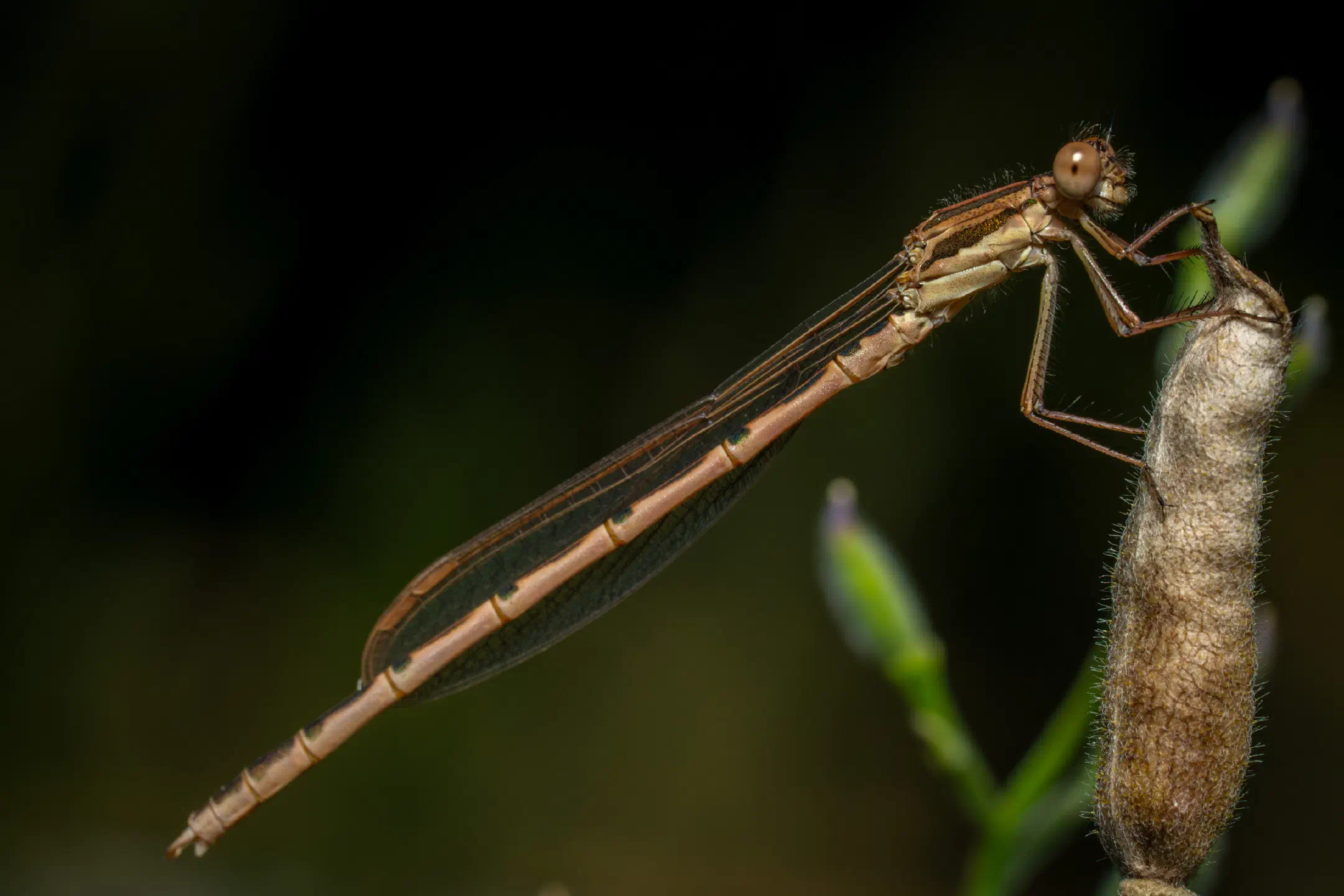 Common Winter Damselfly | Common Winter Damselfly