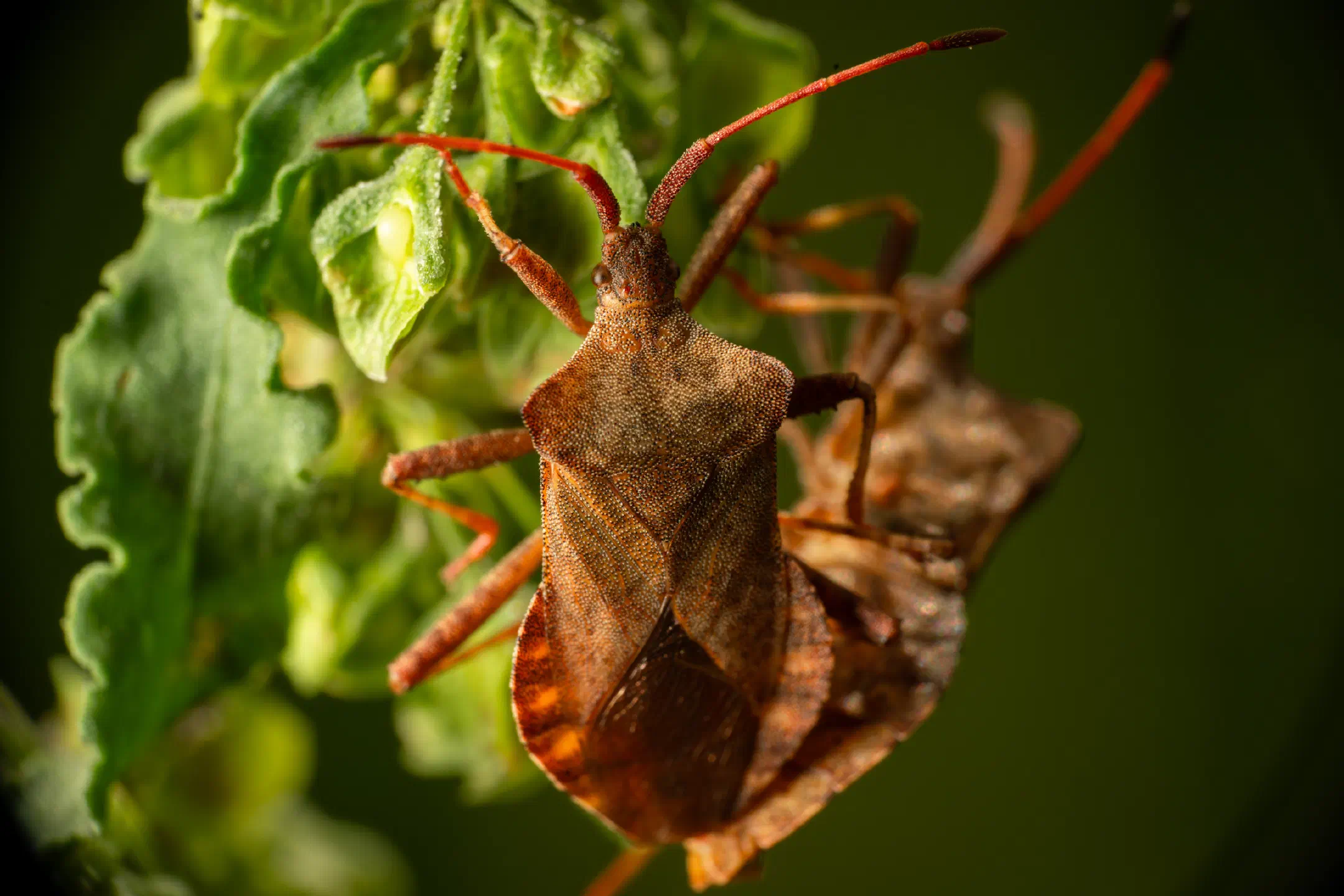 Dock Bug | Dock Bug