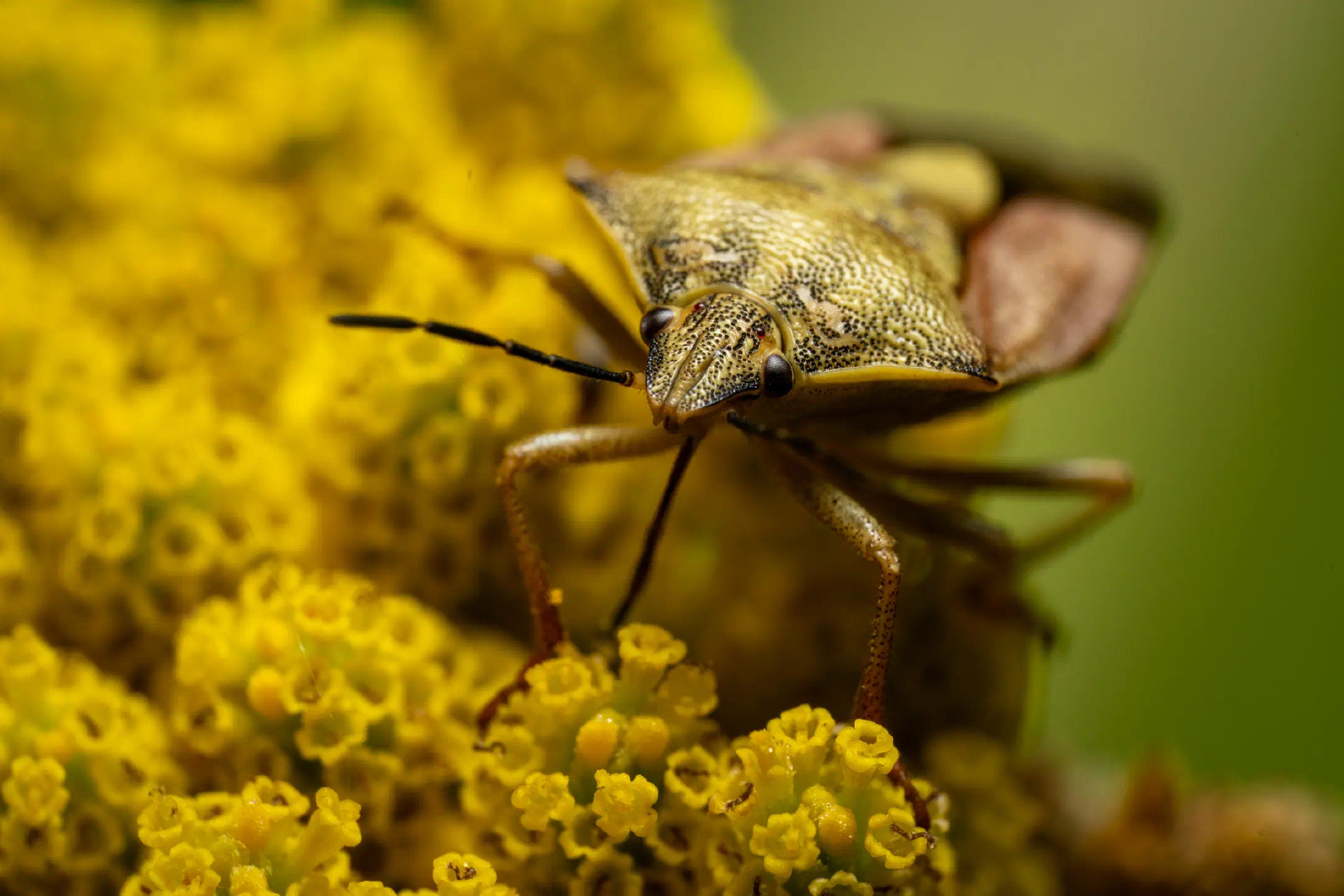 Black-shouldered Shieldbug | Black-shouldered Shieldbug
