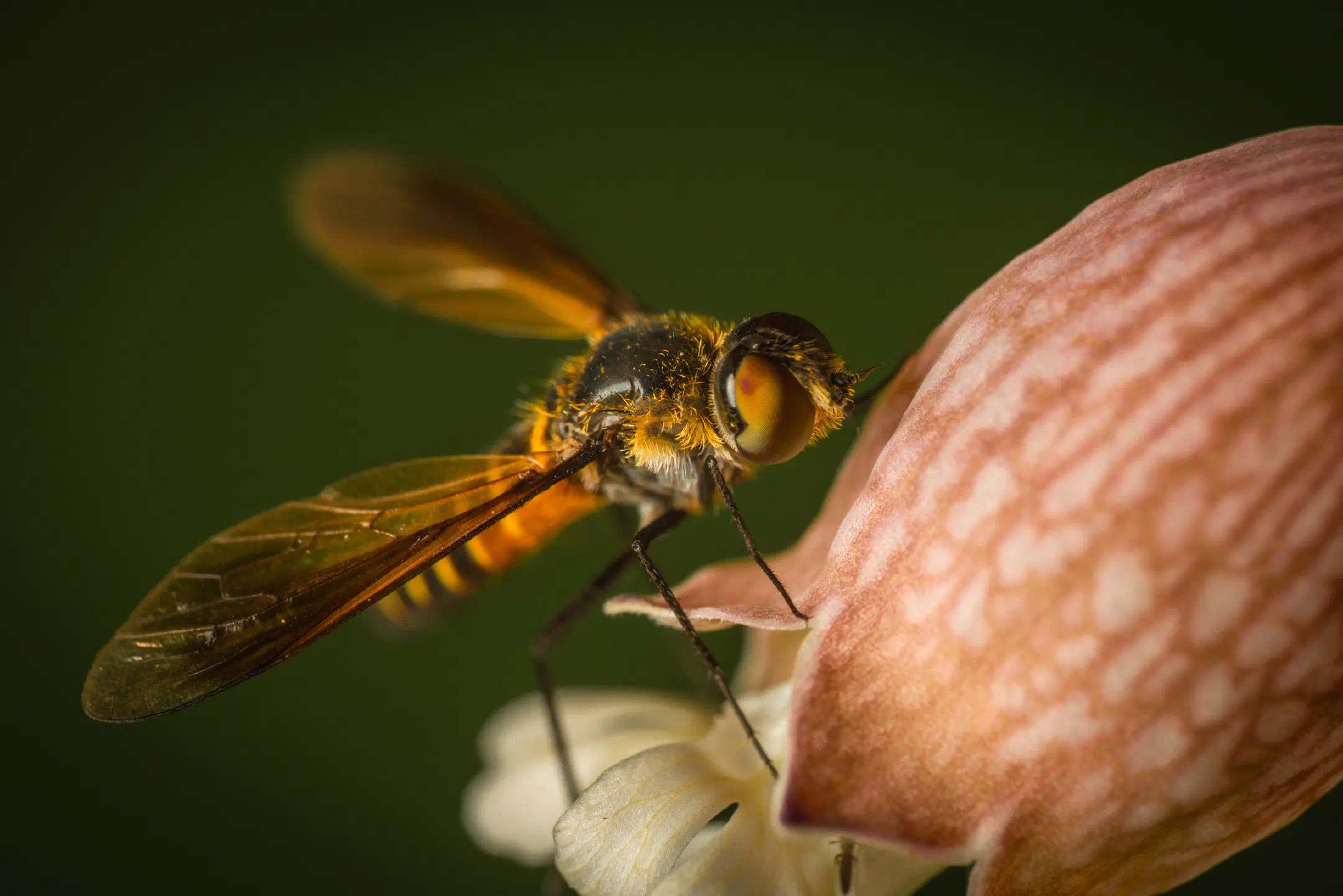 Lomatia lateralis | Lomatia lateralis