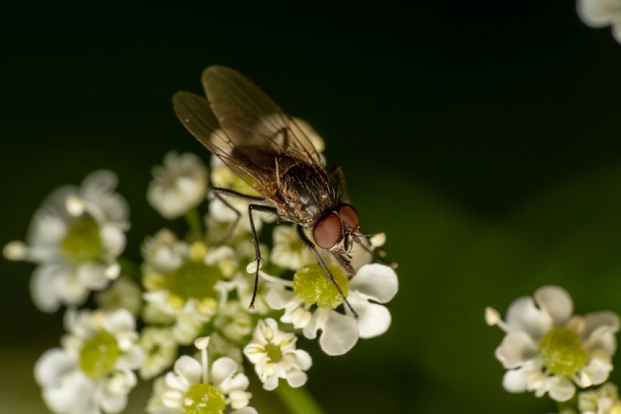 Sarcophaga carnaria | Sarcophaga carnaria