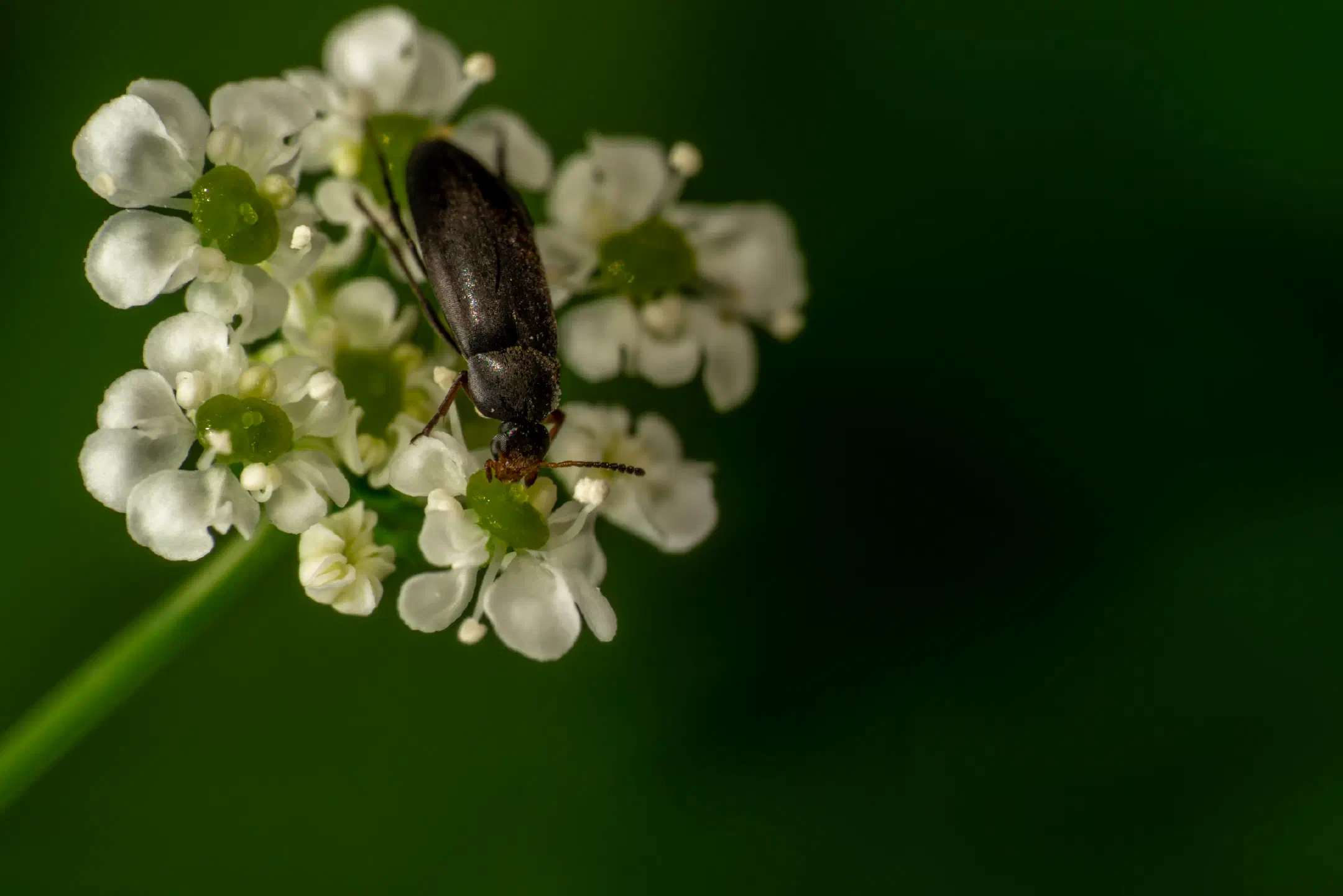 Anaspis frontalis | Anaspis frontalis
