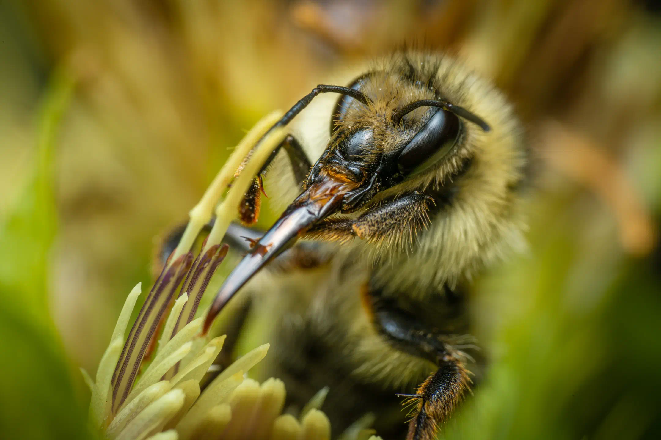 Shrill Carder-Bumble bee | Shrill Carder-Bumble bee