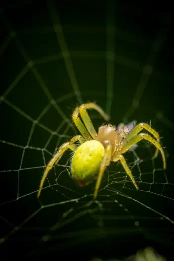 Cucumber Green Spider