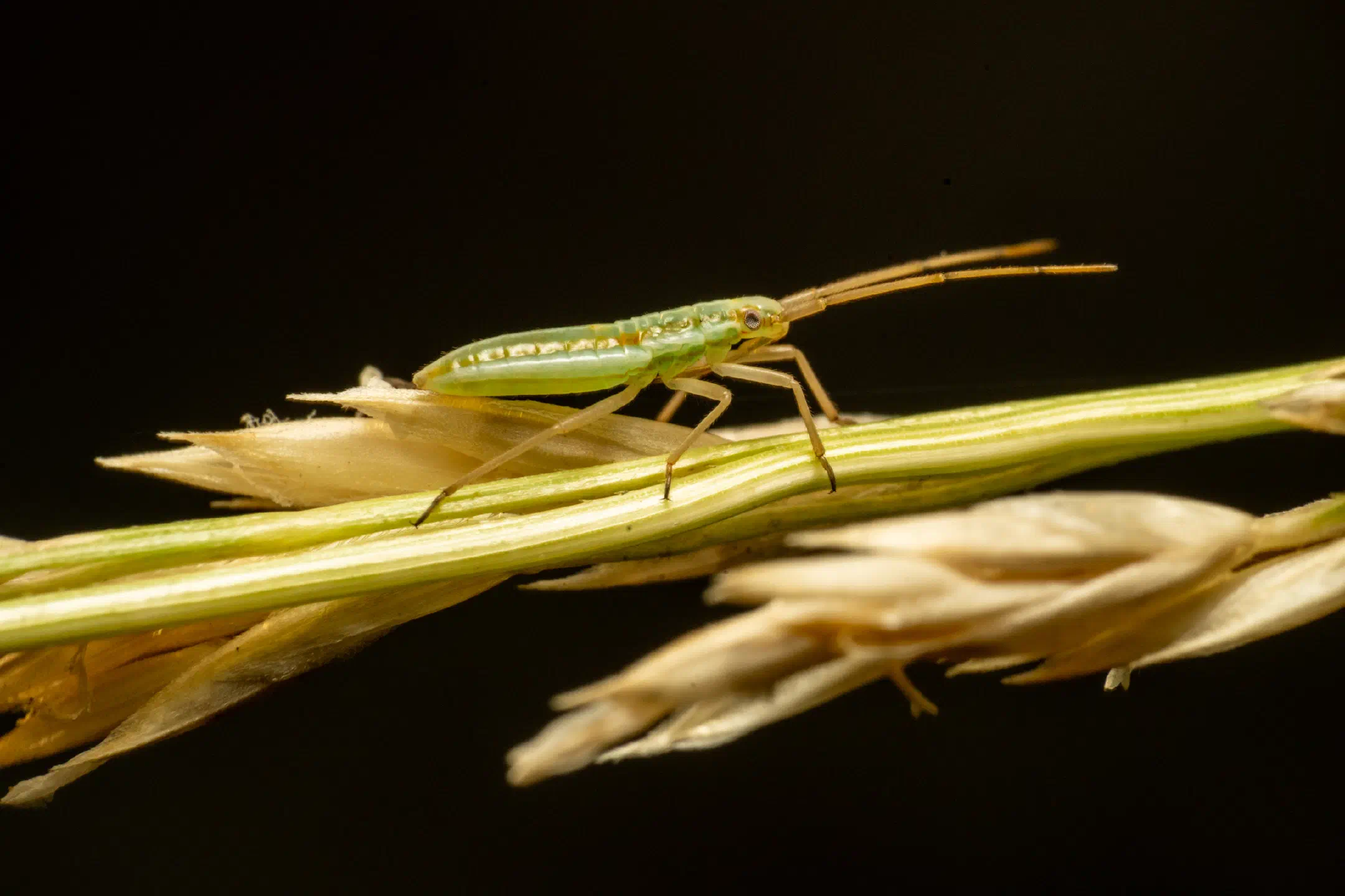 Trigonotylus ruficornis | Trigonotylus ruficornis