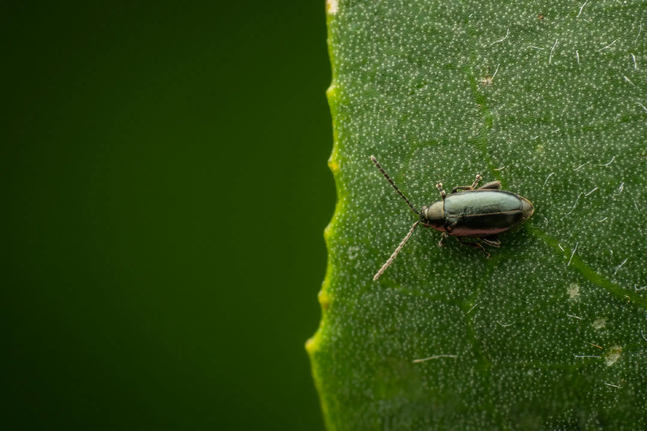 Phyllotreta nigripes | Phyllotreta nigripes