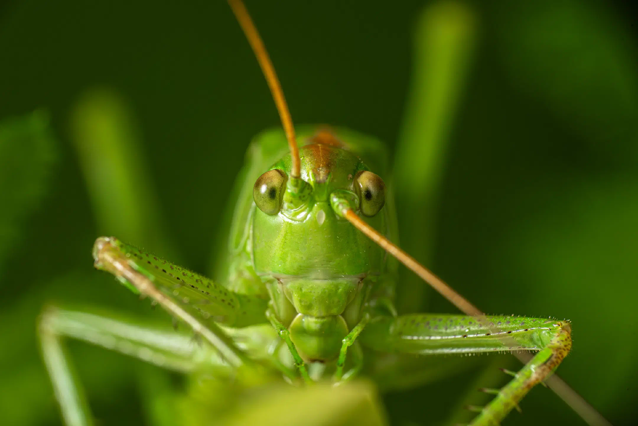 Great Green Bush-cricket | Great Green Bush-cricket