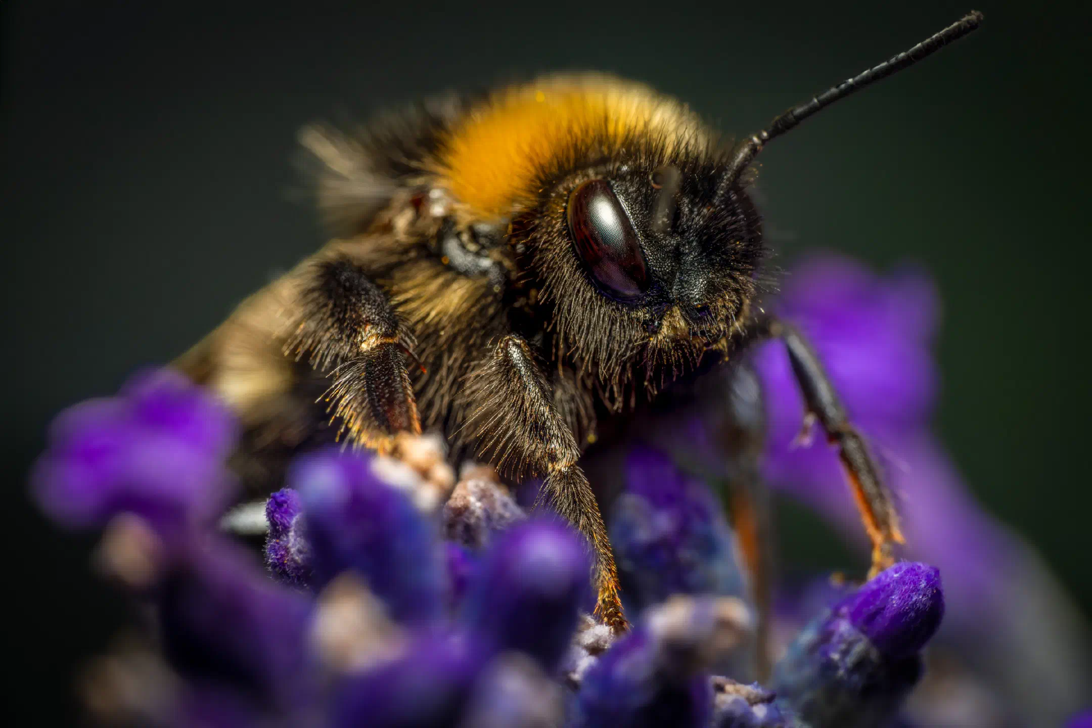 Garden Bumble Bee | Garden Bumble Bee