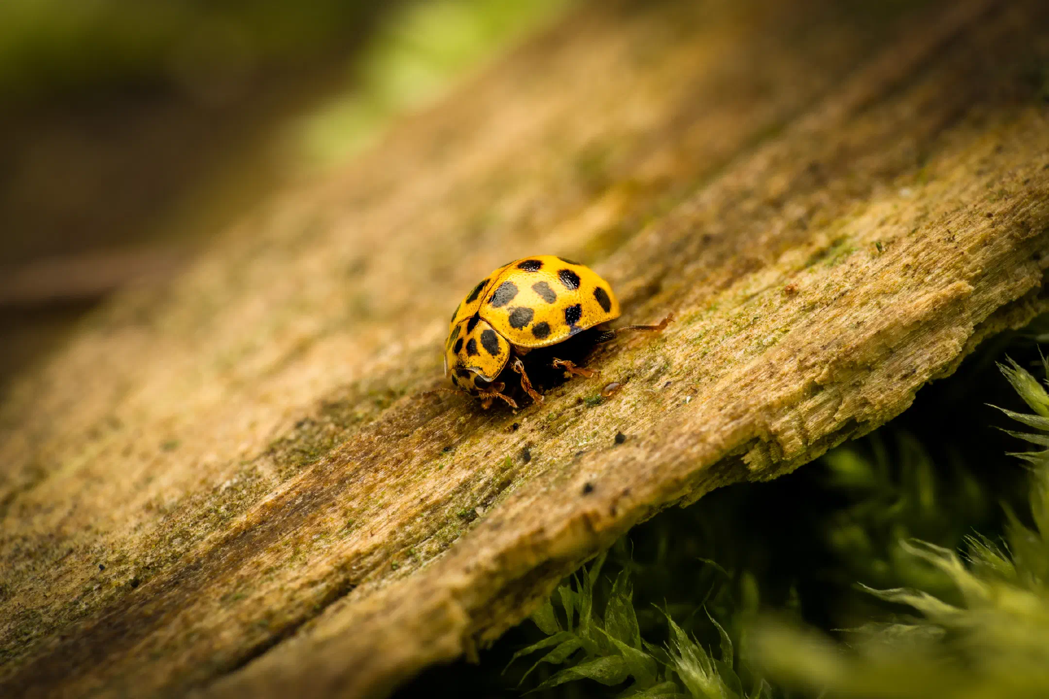 22-spot Ladybird | 22-spot Ladybird