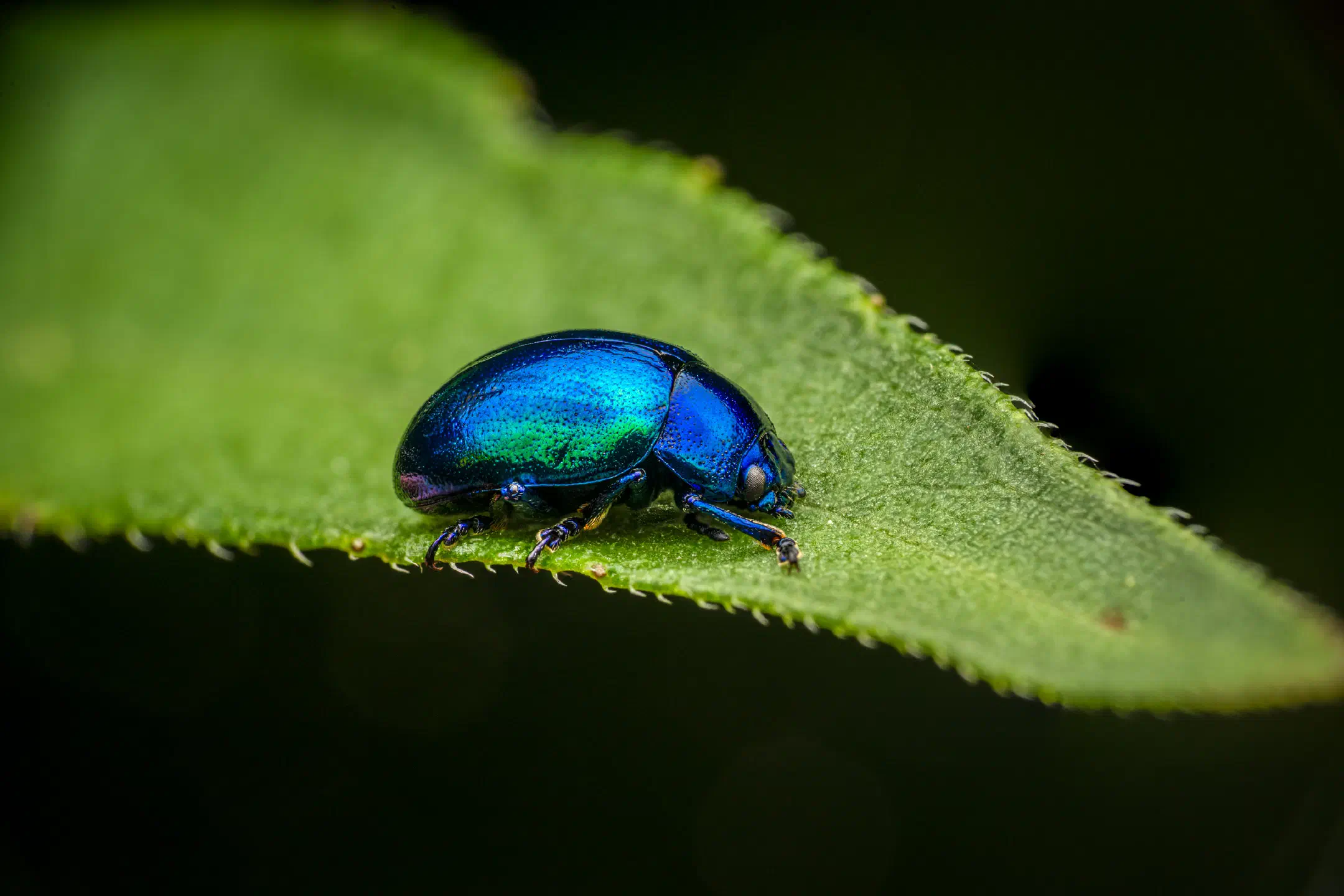Mint beetle | Mint beetle
