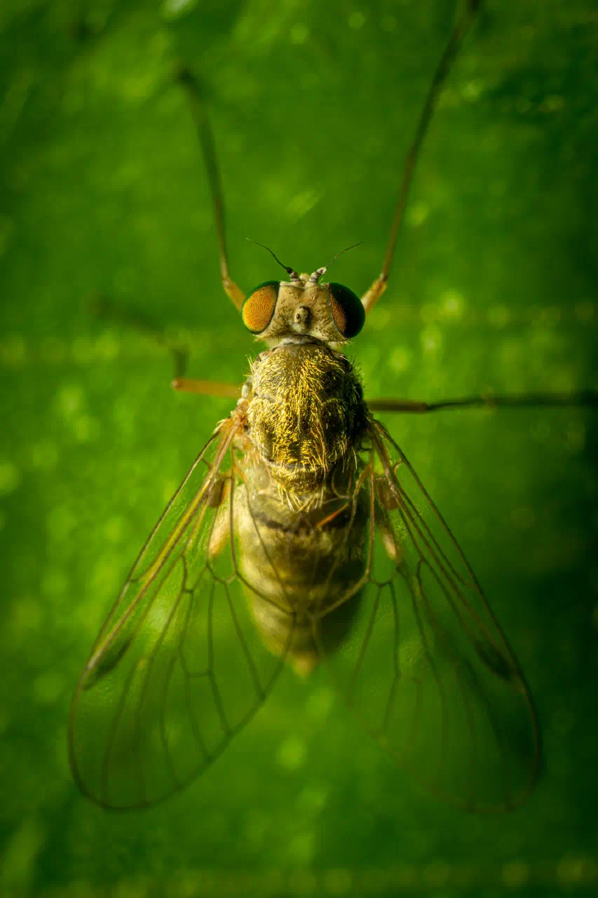 Tree Snipefly | Tree Snipefly