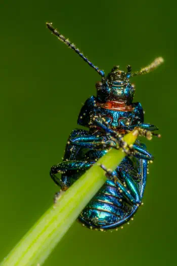 Mint beetle