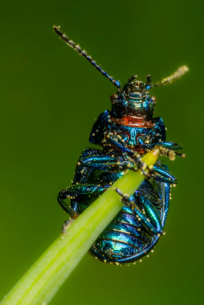 Mint beetle | Mint beetle