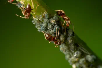 Aphidoidea