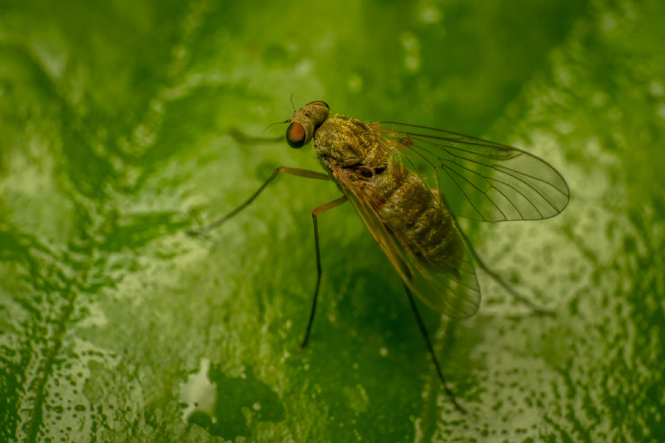 Tree Snipefly | Tree Snipefly