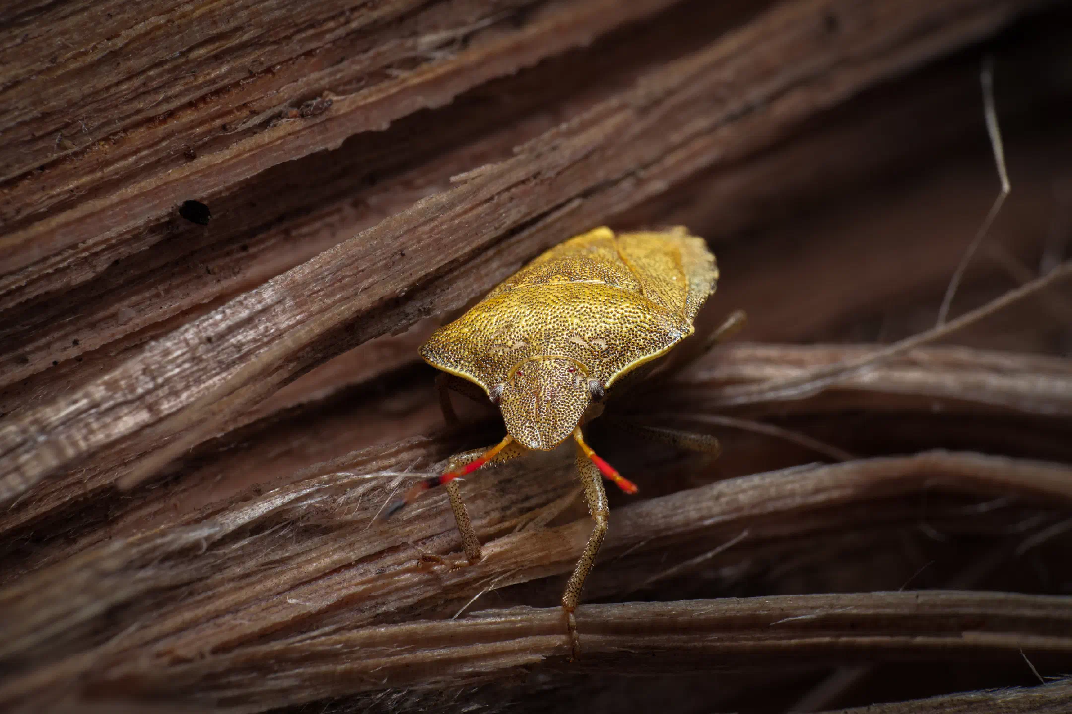 Gorse Shield Bug | Gorse Shield Bug