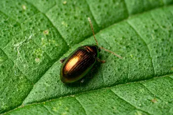 Willow Flea-beetle