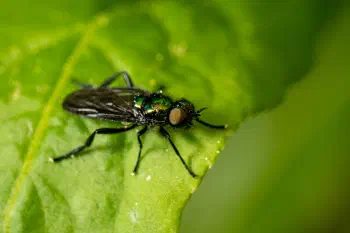 Black-horned Gem Fly