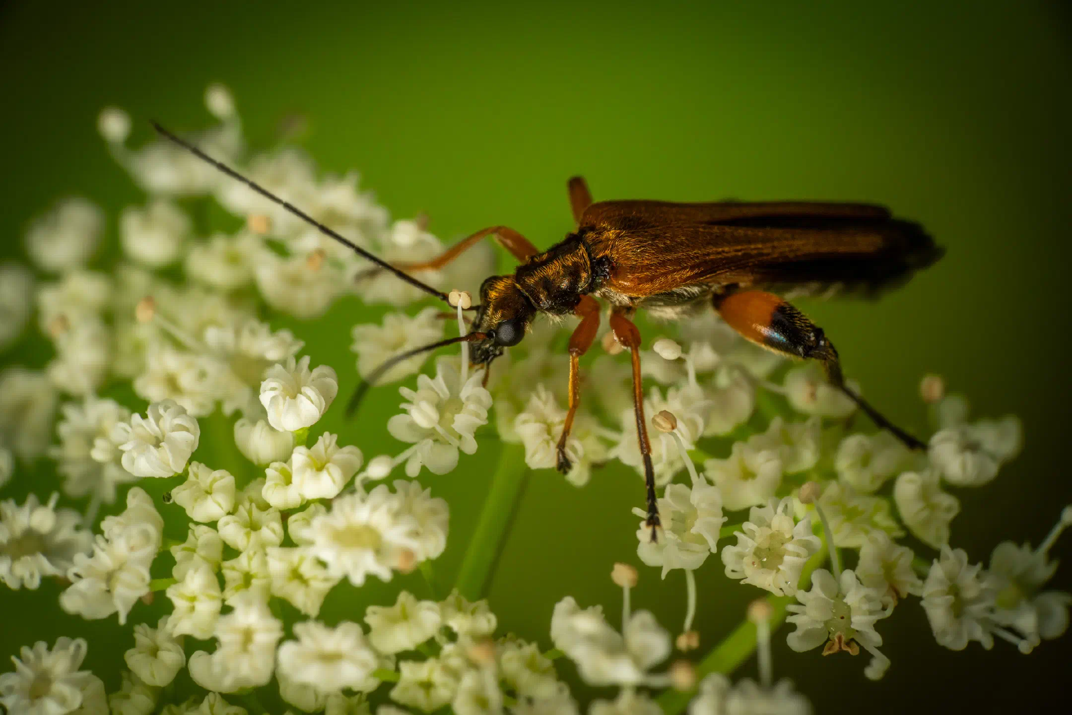 Oedemera femorata | Oedemera femorata