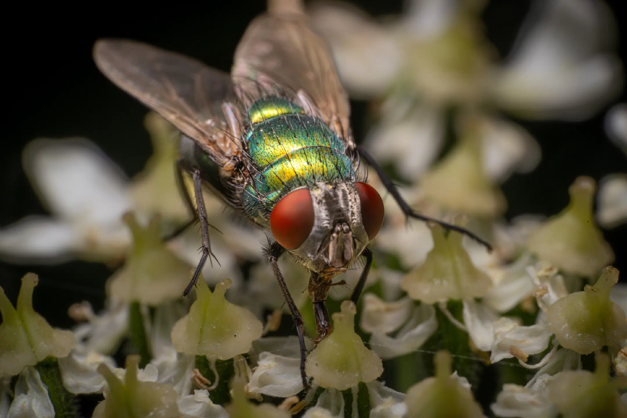 Common European Greenbottle Fly | Common European Greenbottle Fly