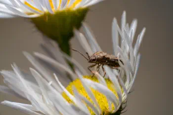 Hyaline Grass Bug