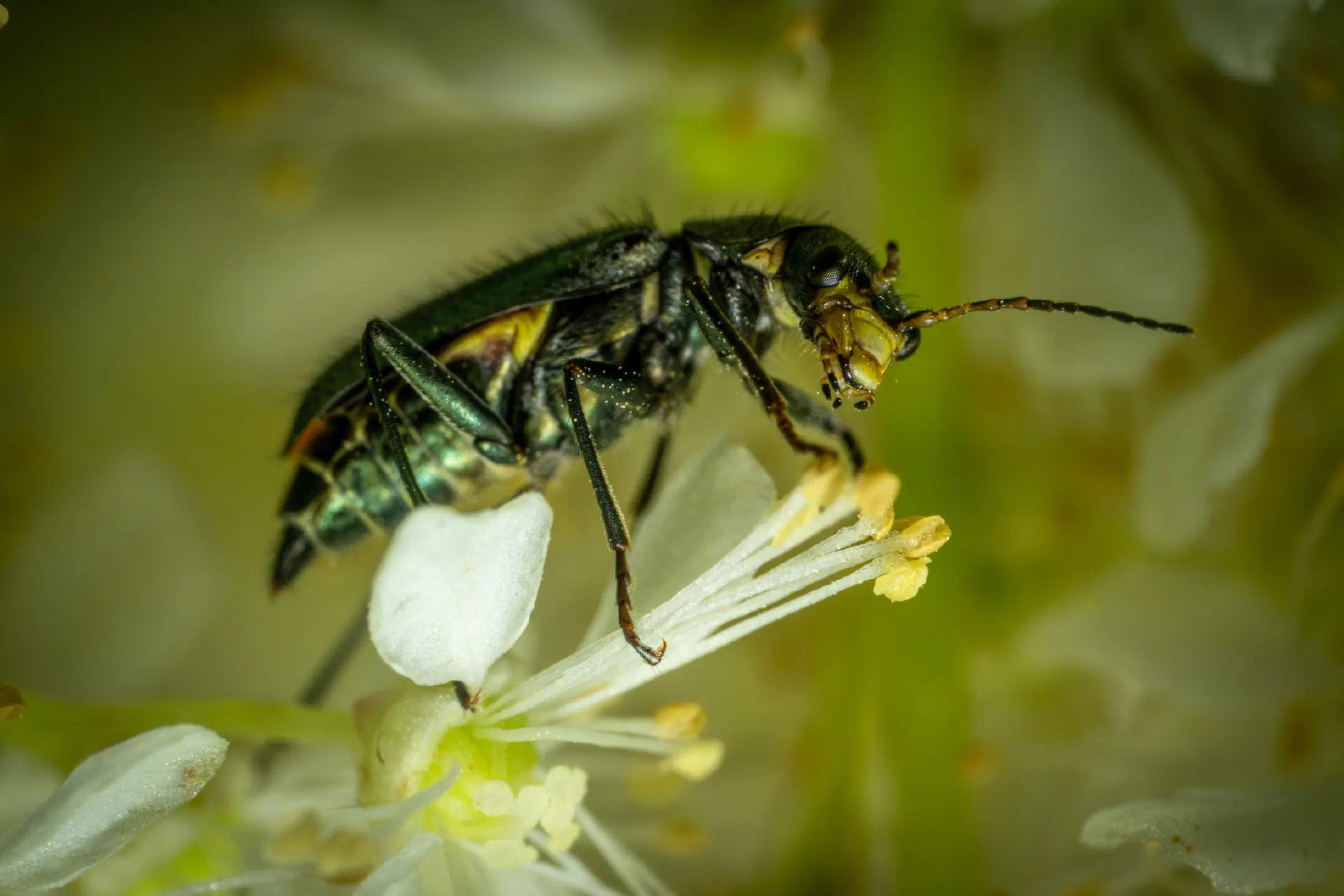 Malachite Beetles | Malachite Beetles