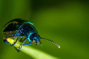 Mint beetle