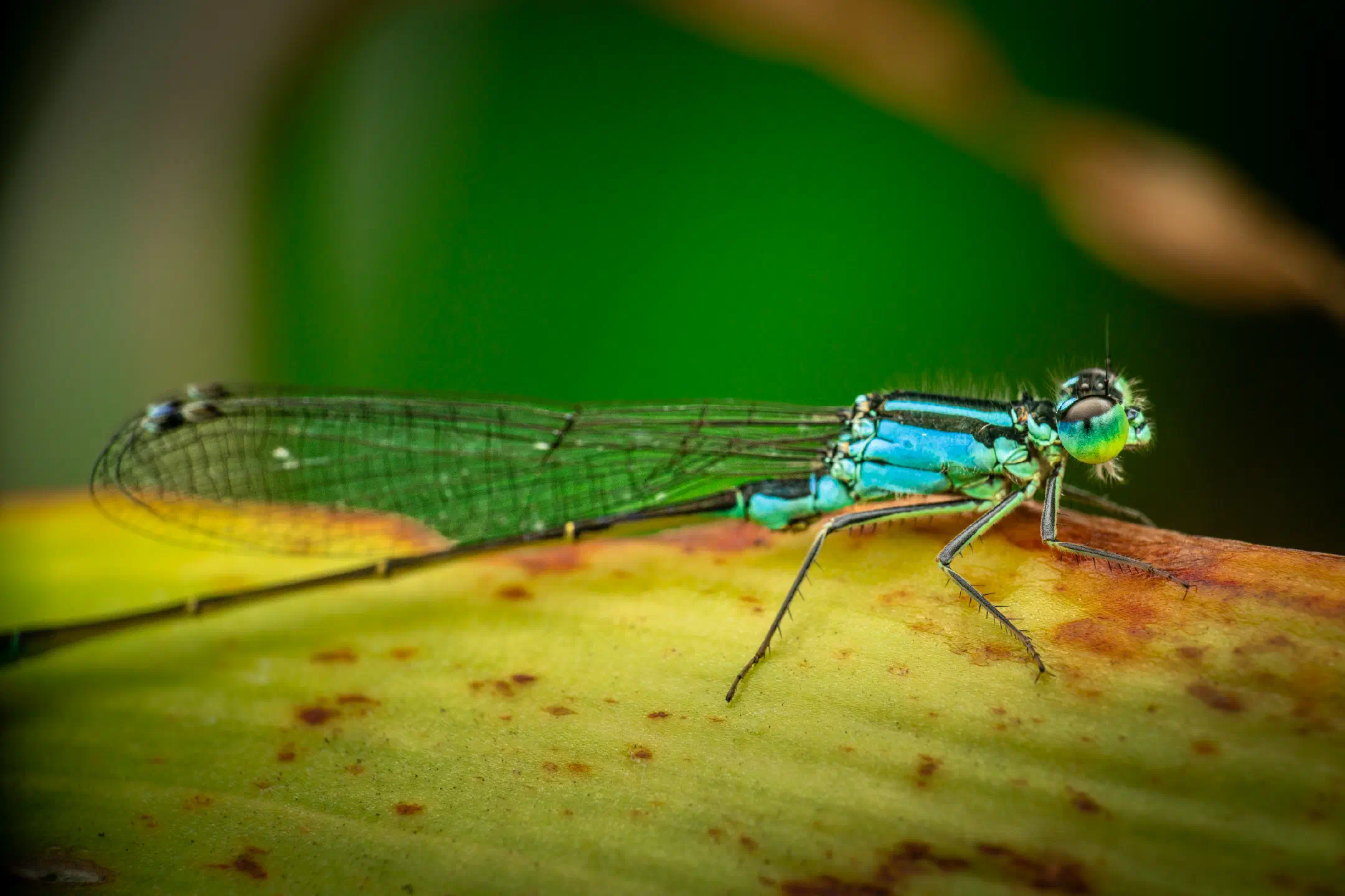 Blue-tailed Damselfly | Blue-tailed Damselfly