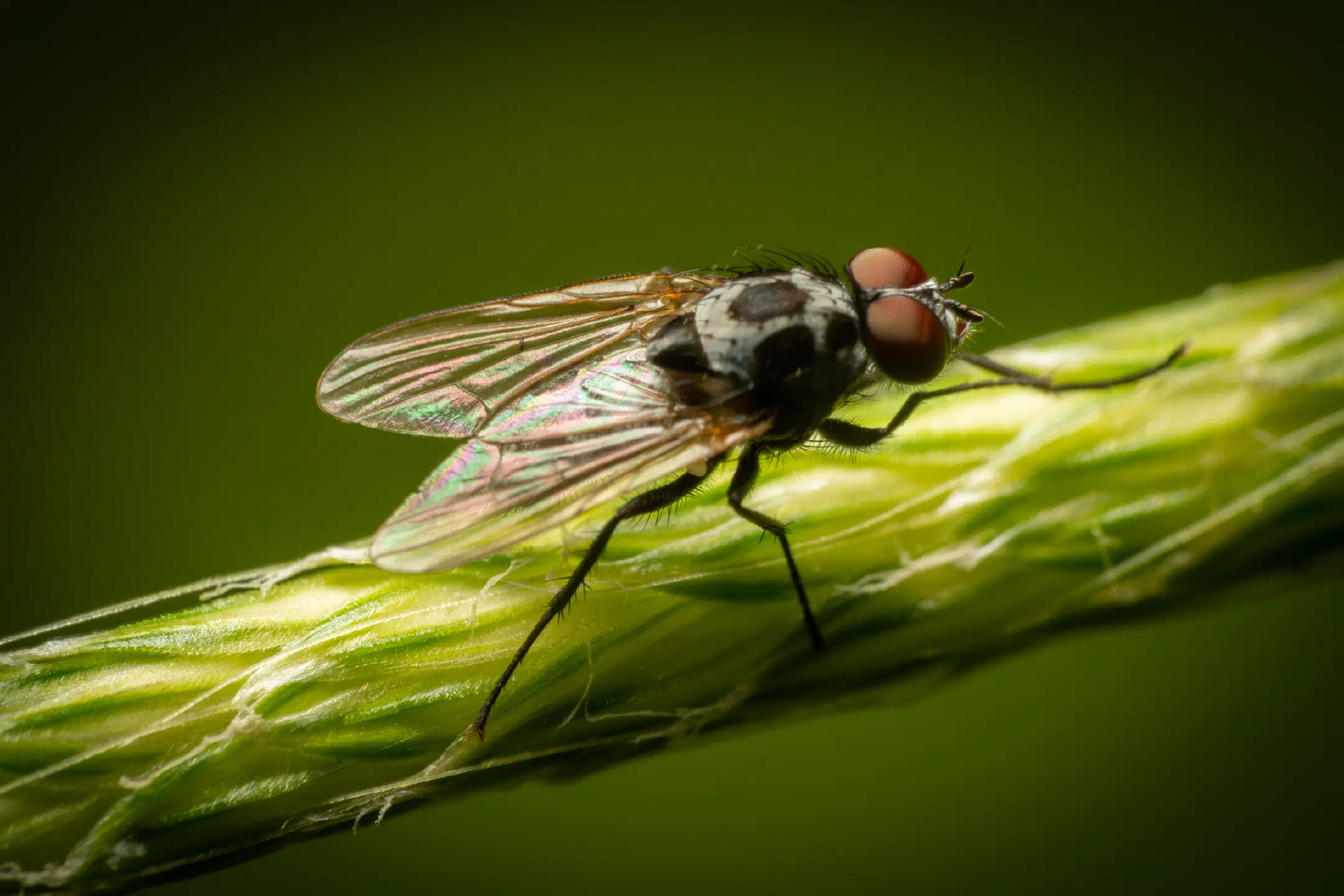 Eustalomyia hilaris | Eustalomyia hilaris