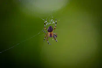 Cross Orbweaver