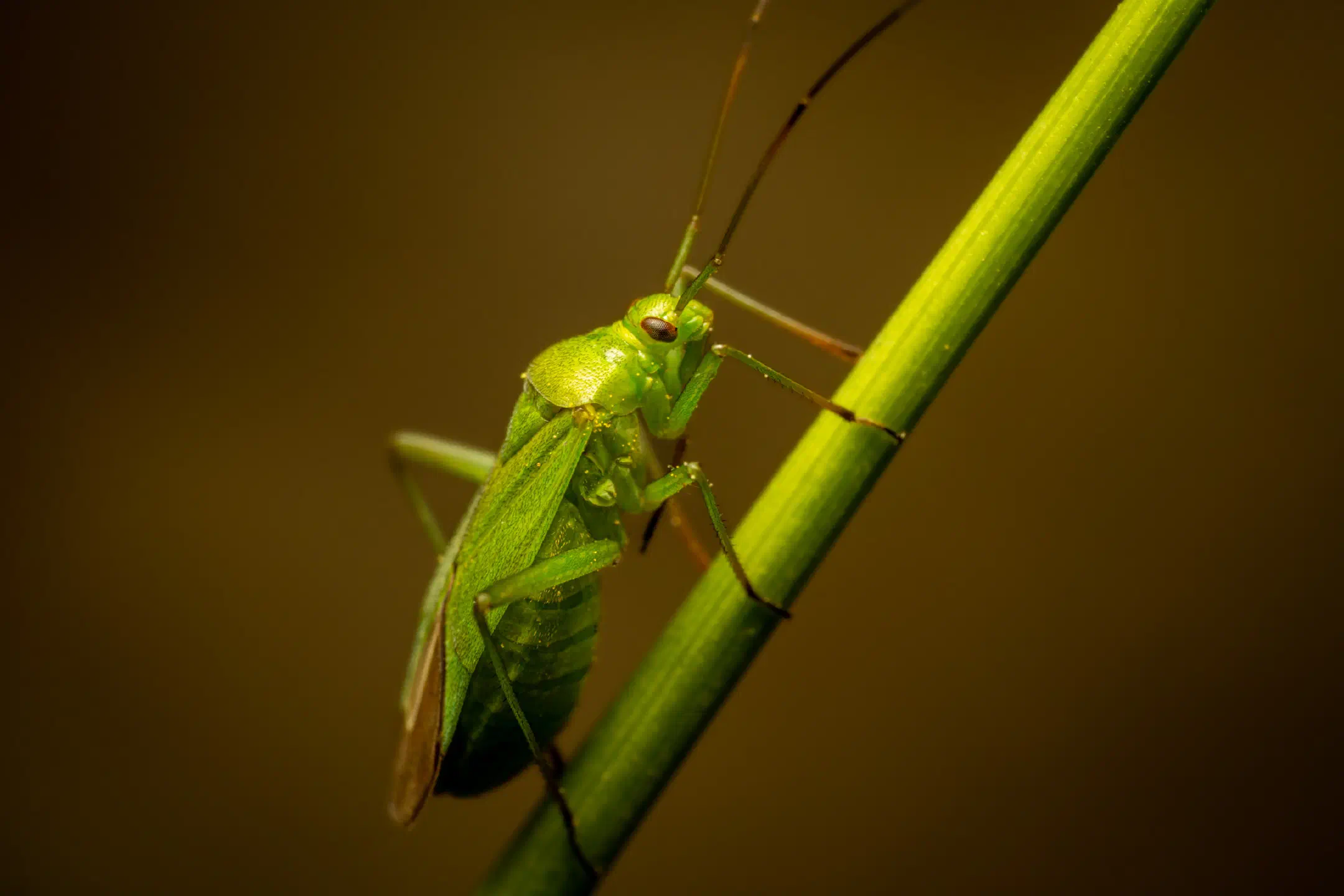Common Green Capsid | Common Green Capsid