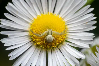 Goldenrod Crab Spider
