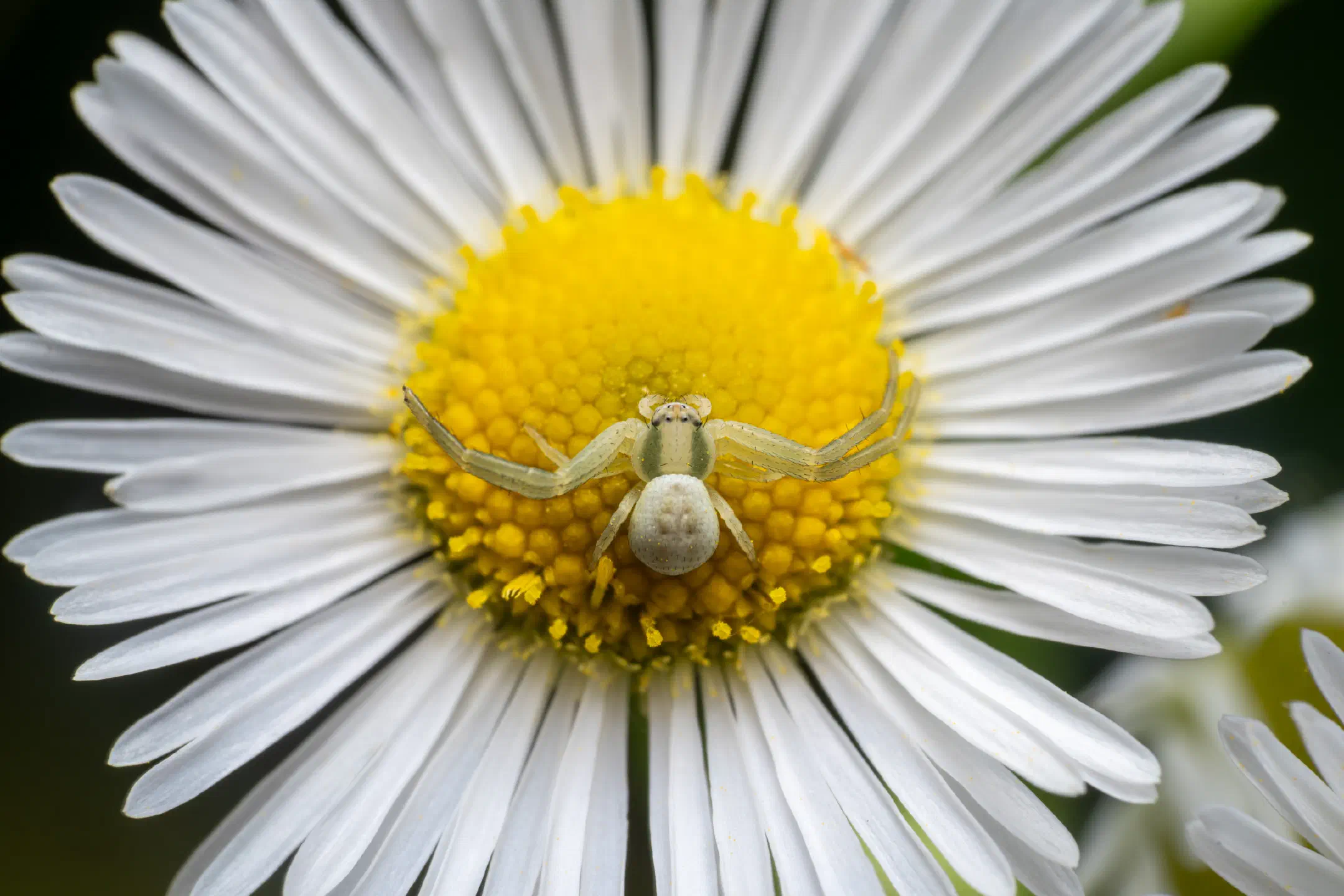 Goldenrod Crab Spider | Goldenrod Crab Spider