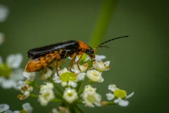 Ancistronycha violacea