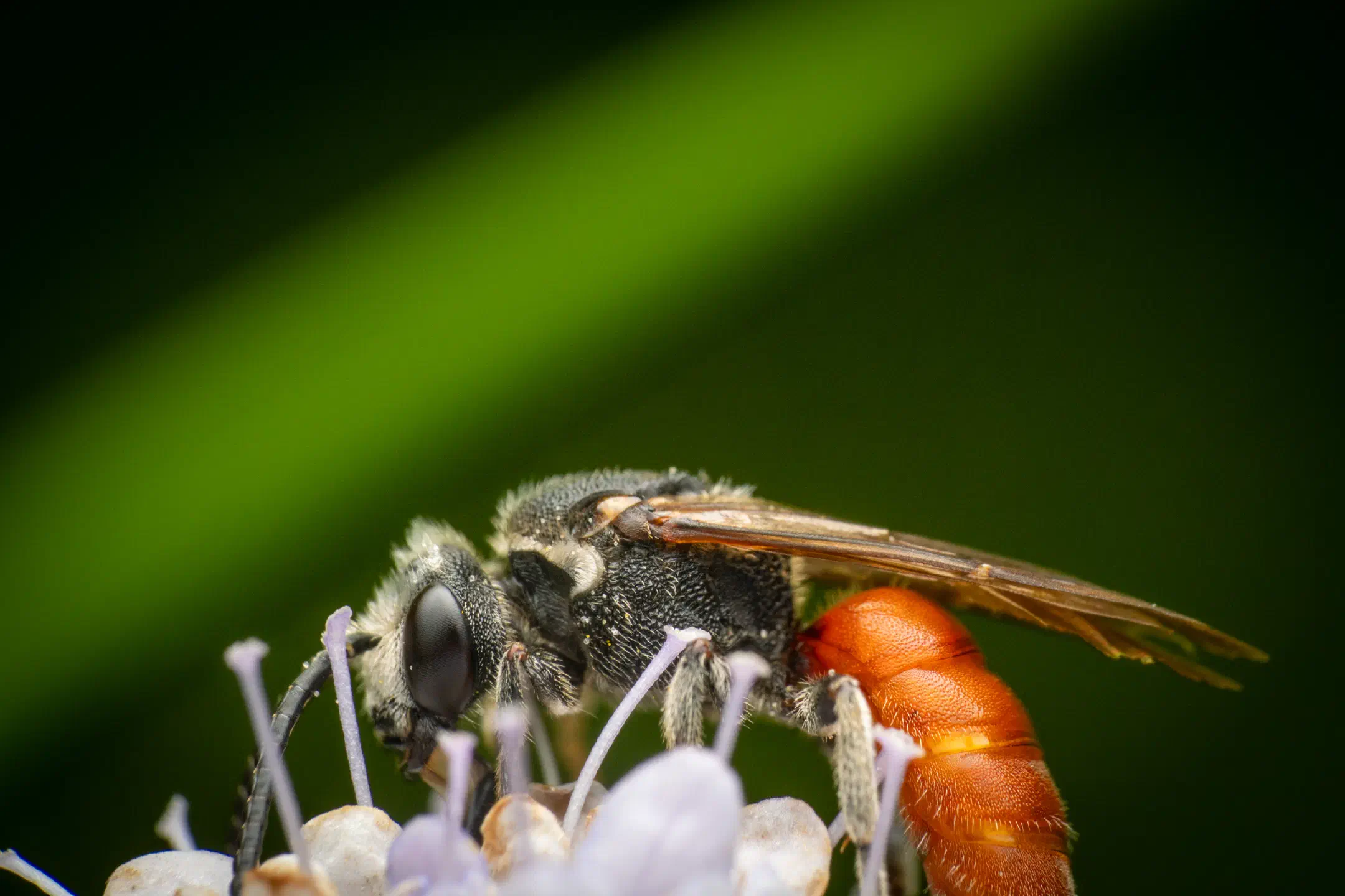 White-lipped Blood Bee | White-lipped Blood Bee